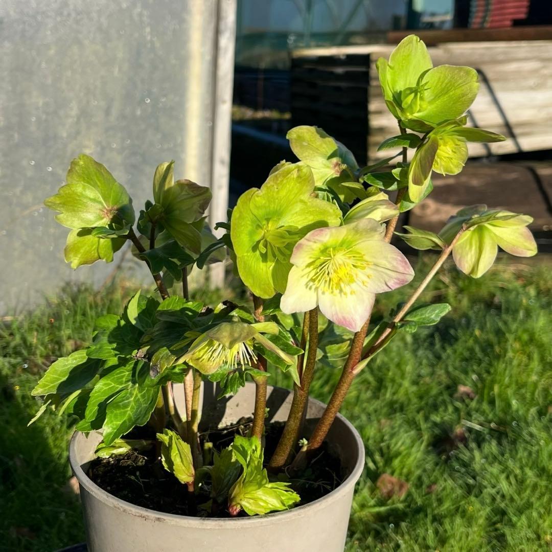 867☘️2年管理☘️タグ付☘️⭐️ASHWOODIENSIS⭐️BRIAR ROSE系⭐️