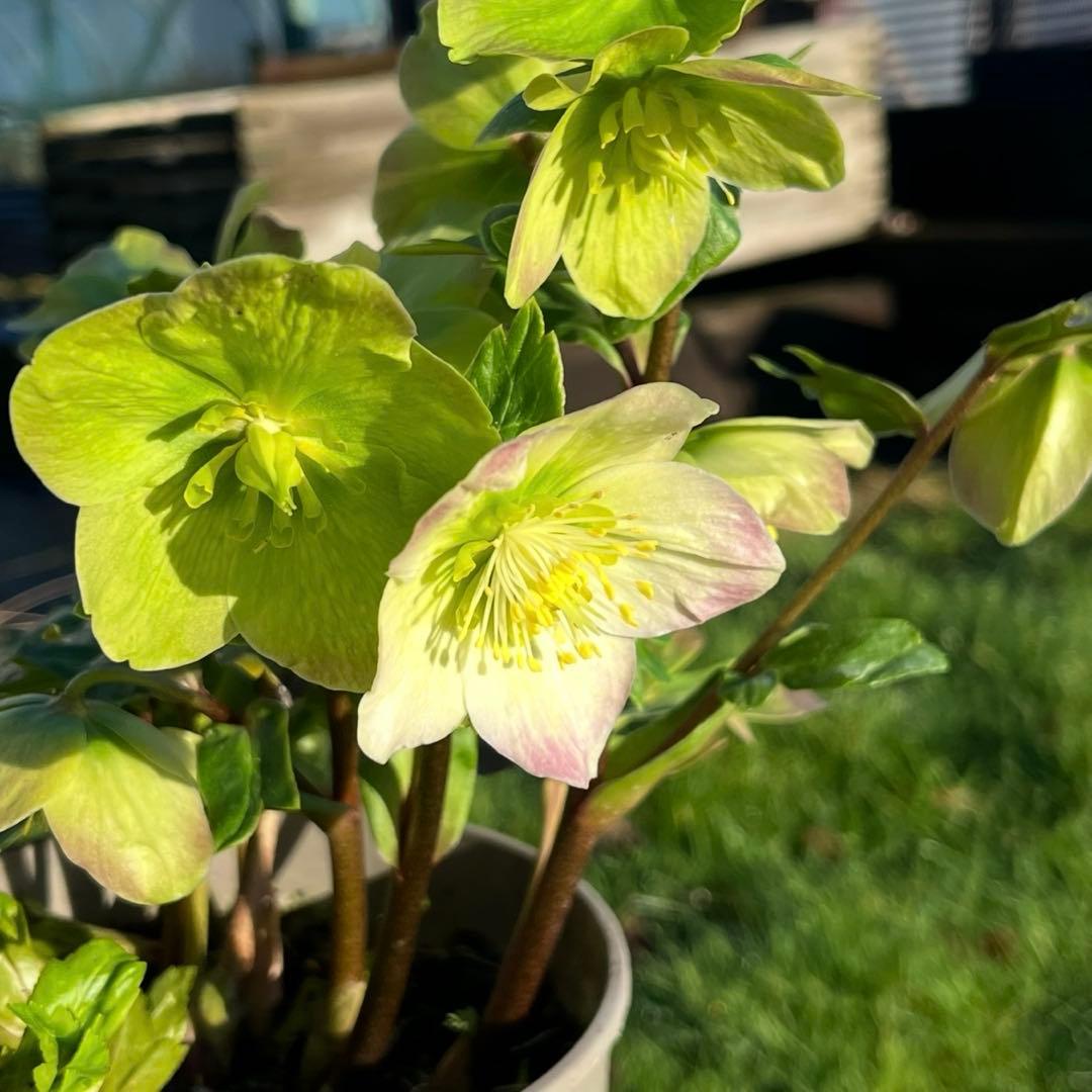 867☘️2年管理☘️タグ付☘️⭐️ASHWOODIENSIS⭐️BRIAR ROSE系⭐️