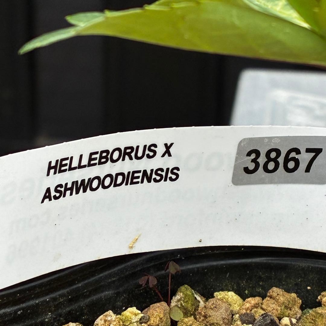 867☘️2年管理☘️タグ付☘️⭐️ASHWOODIENSIS⭐️BRIAR ROSE系⭐️