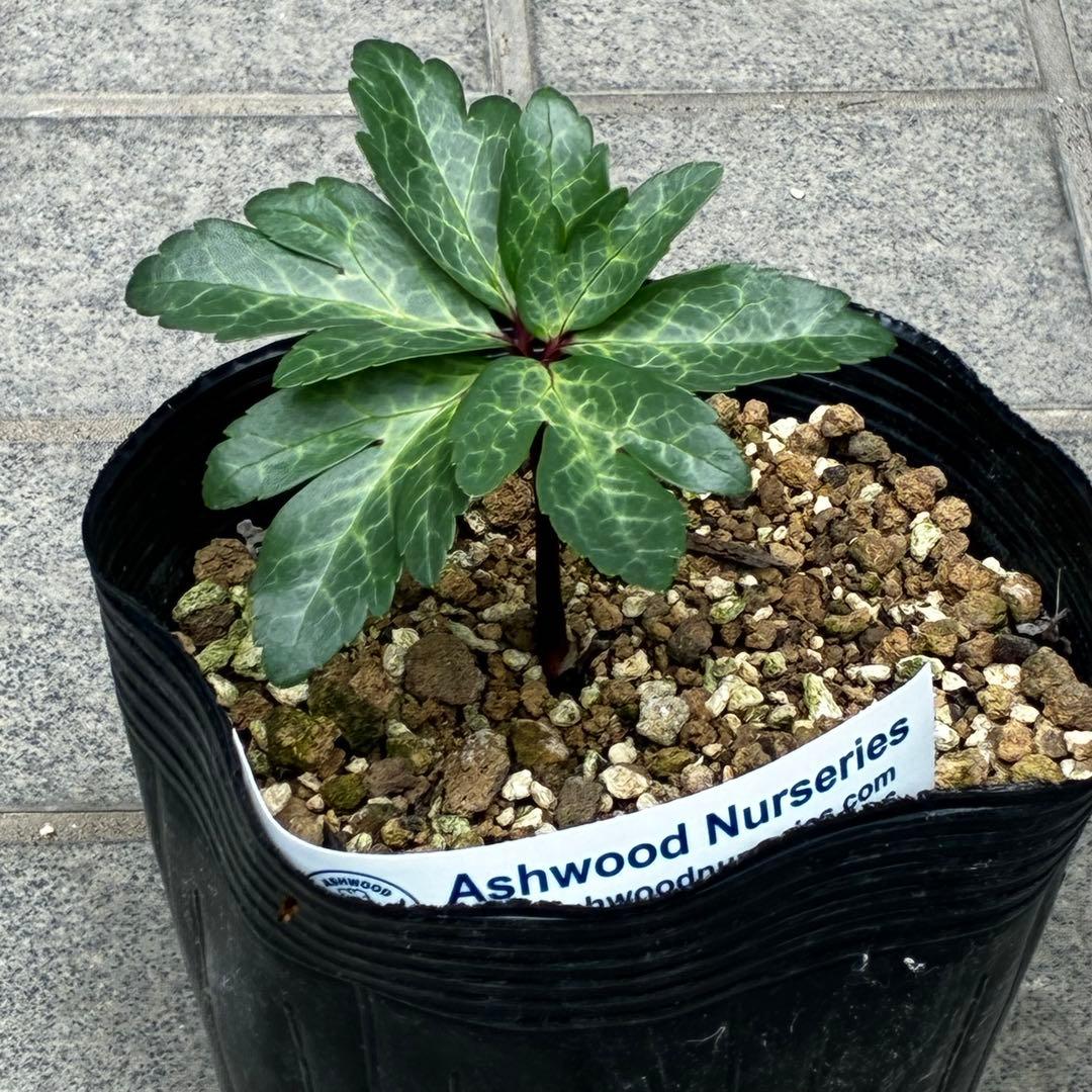 867☘️2年管理☘️タグ付☘️⭐️ASHWOODIENSIS⭐️BRIAR ROSE系⭐️