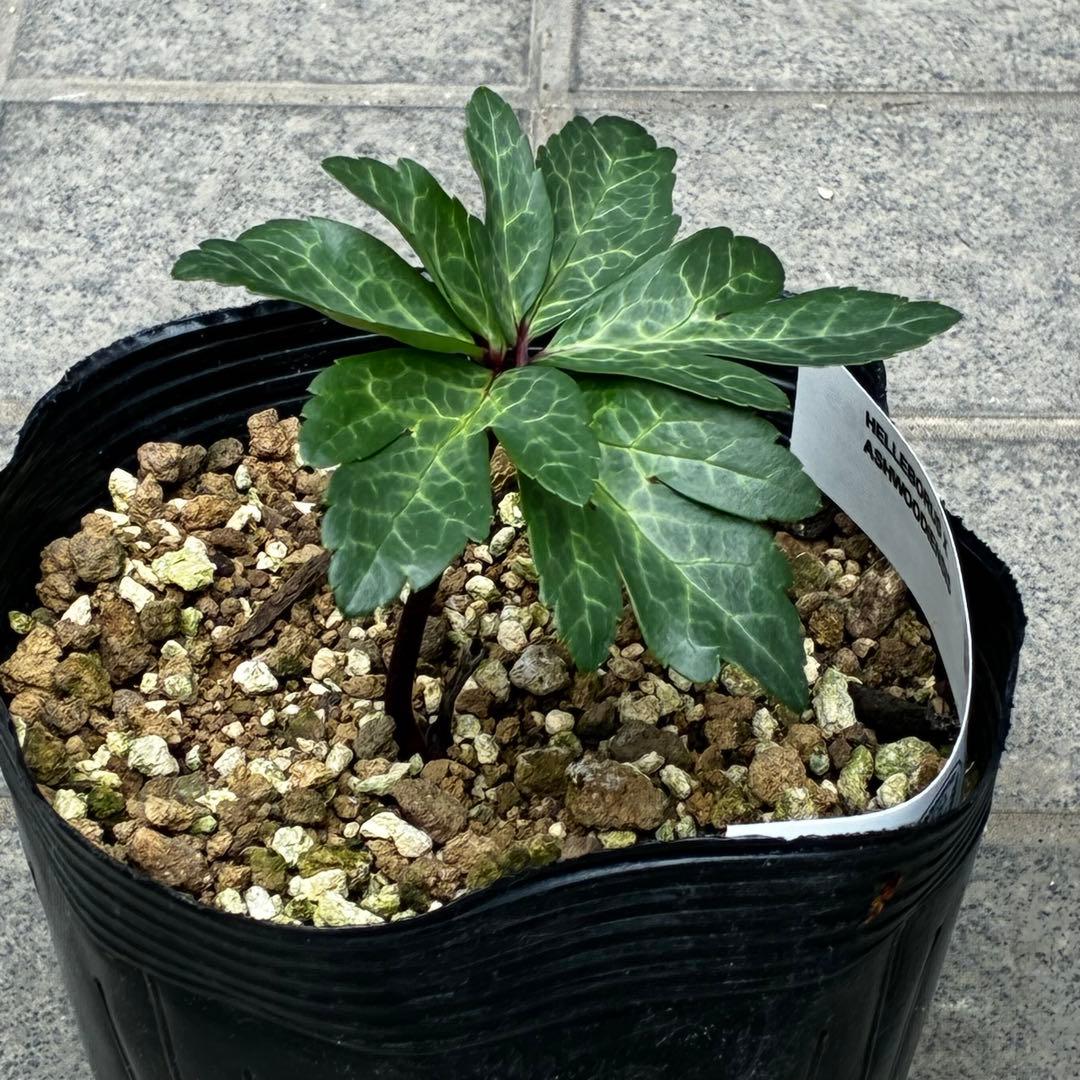 867☘️2年管理☘️タグ付☘️⭐️ASHWOODIENSIS⭐️BRIAR ROSE系⭐️