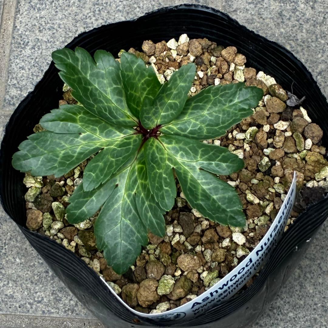 867☘️2年管理☘️タグ付☘️⭐️ASHWOODIENSIS⭐️BRIAR ROSE系⭐️