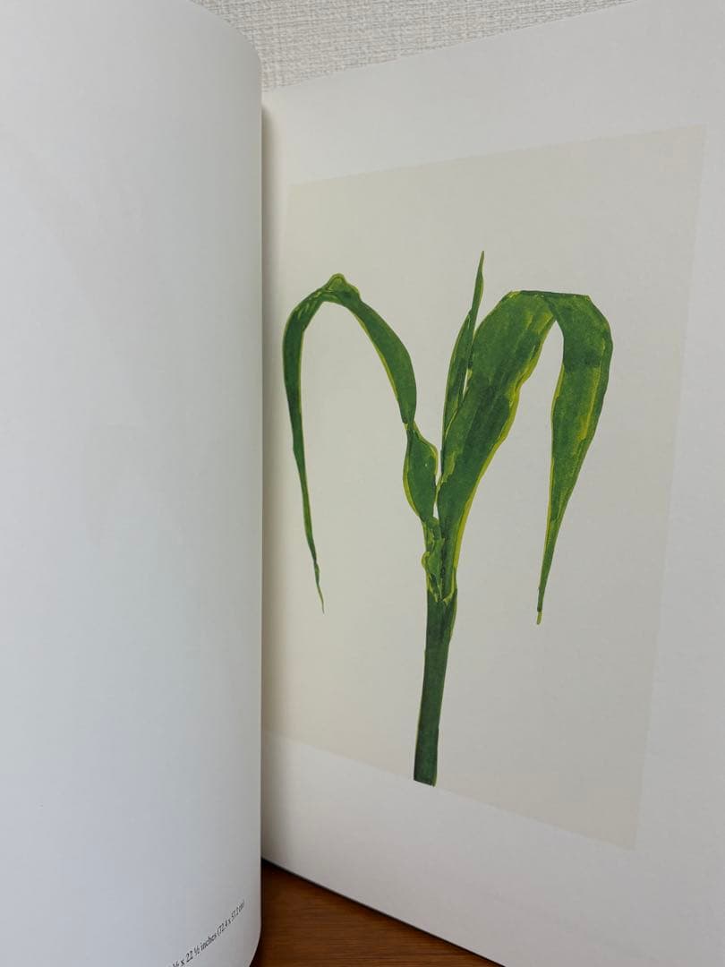 アート・デザイン・音楽 Ellsworth Kelly Plant Drawings