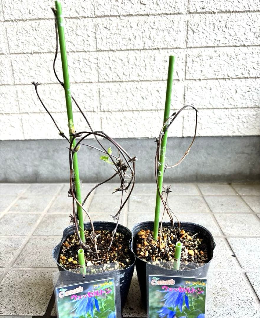 マクロペタラ　ウェッセルトン　苗　オベリスク　クレマチス苗　植物