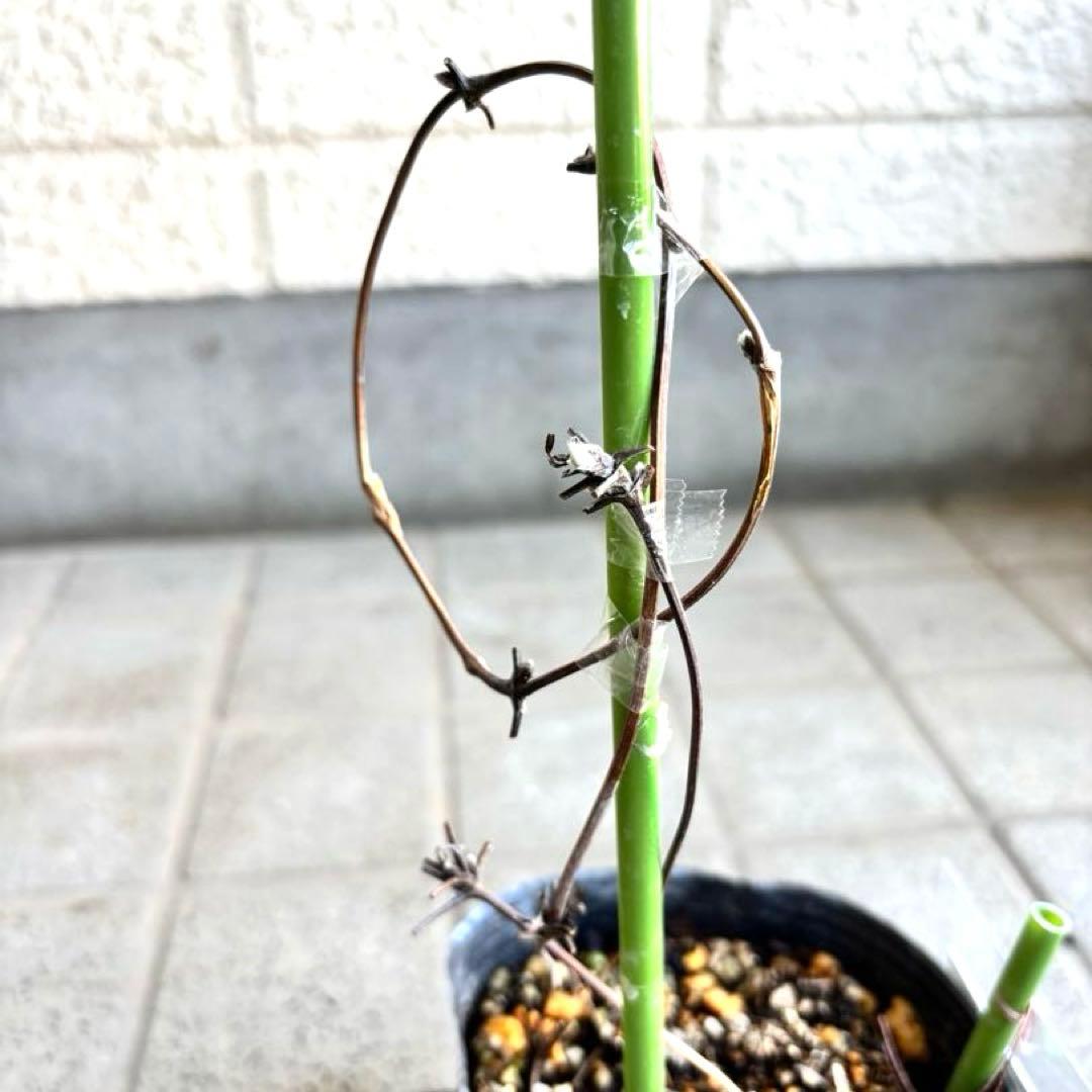マクロペタラ　ウェッセルトン　苗　オベリスク　クレマチス苗　植物