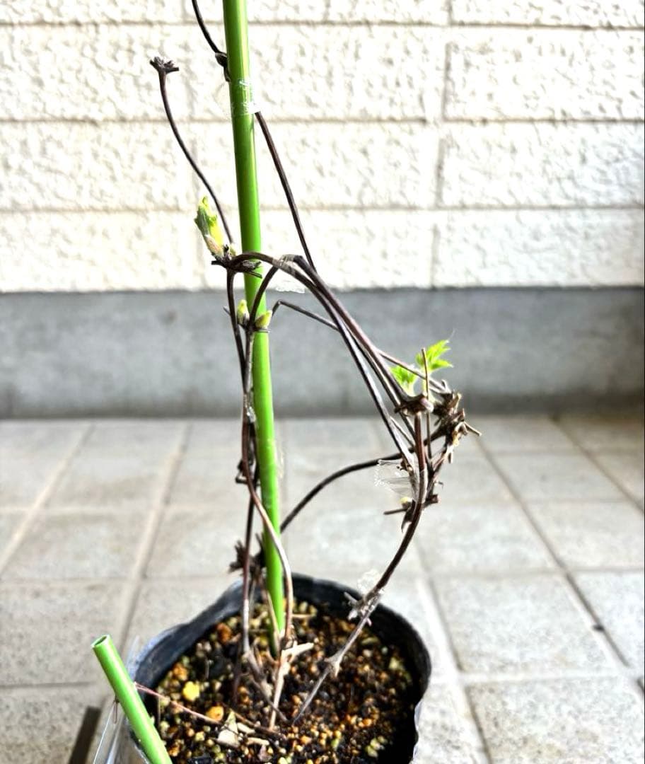 マクロペタラ　ウェッセルトン　苗　オベリスク　クレマチス苗　植物