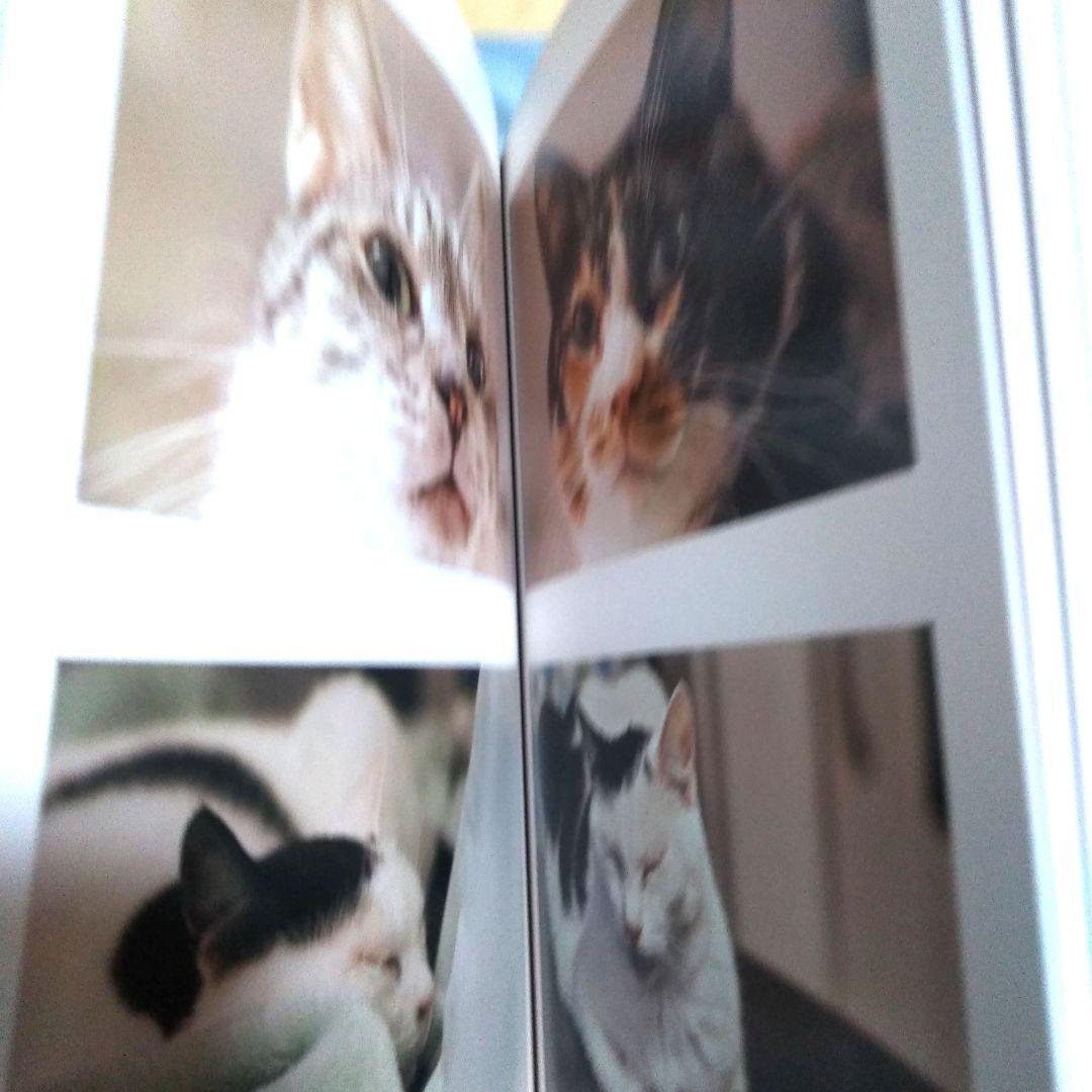 PHOTO ZOO BOOK写真集　THE ALFEE　坂崎幸之助