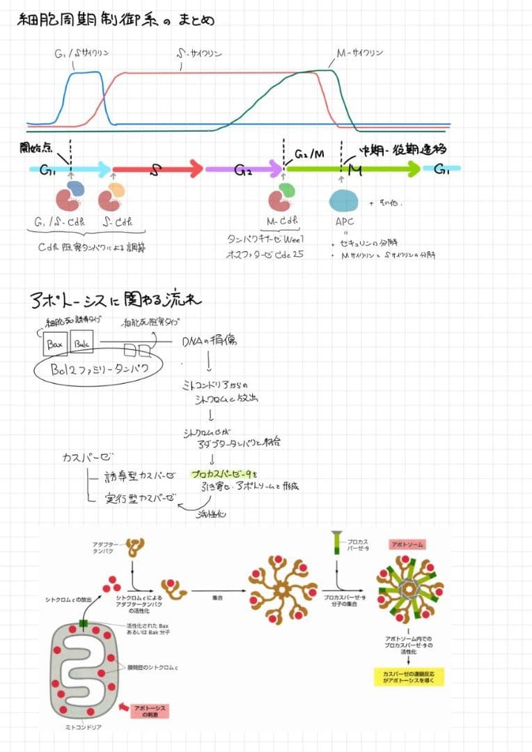 ※くーま エッセンシャル細胞生物学 自作問題集