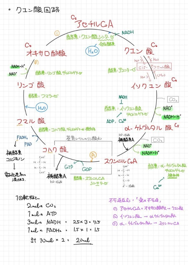 ※くーま エッセンシャル細胞生物学 自作問題集