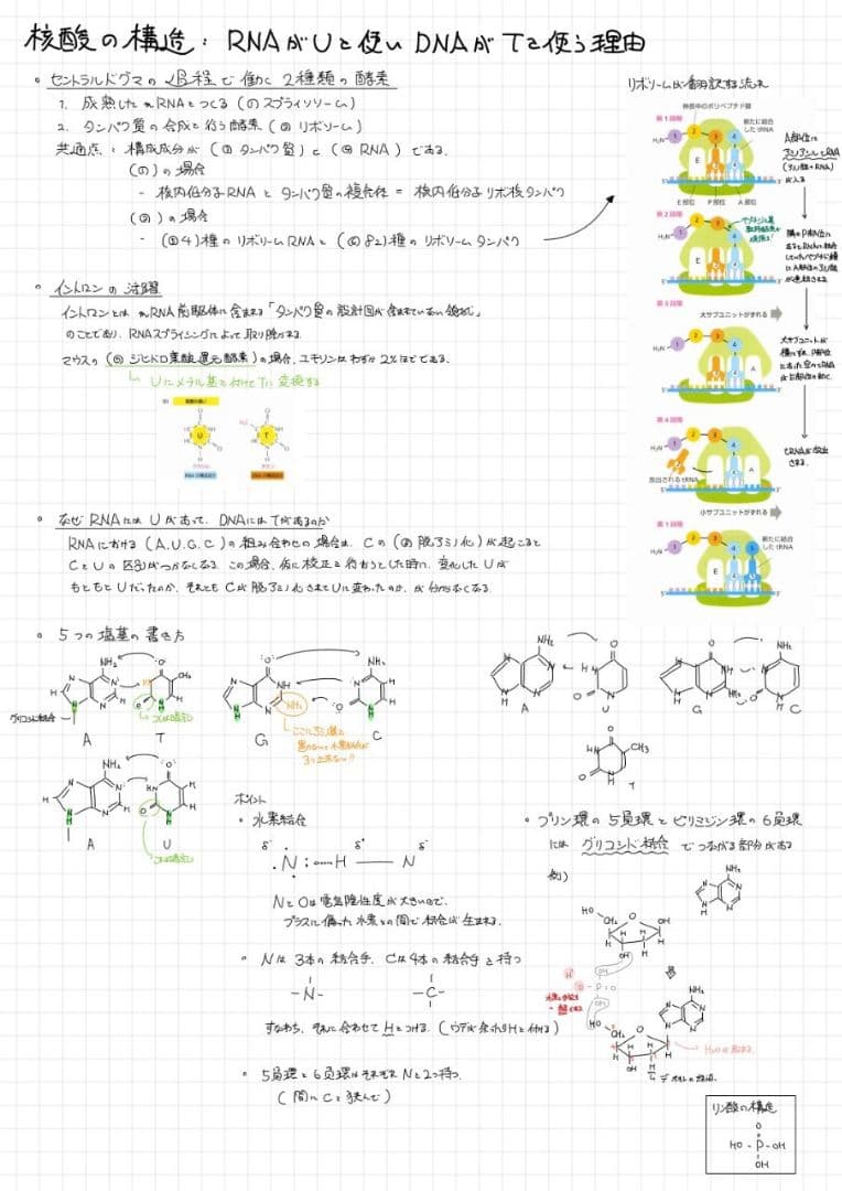 ※くーま エッセンシャル細胞生物学 自作問題集