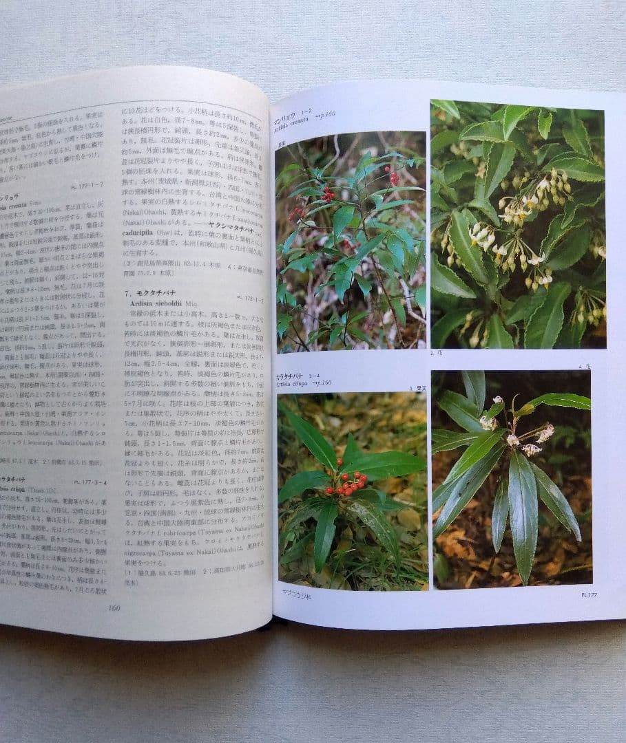 平凡社　日本の野生植物 木本　I & II