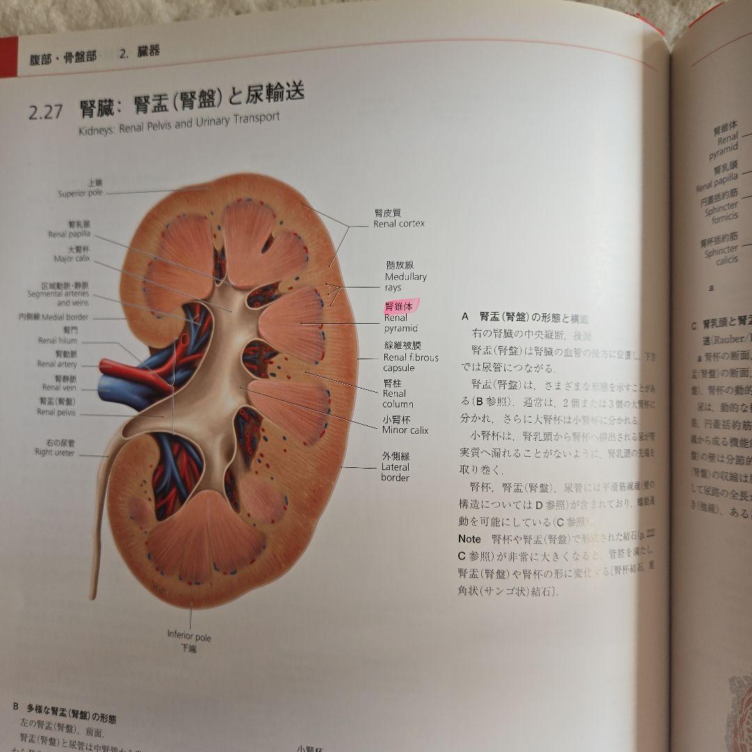 プロメテウス解剖学アトラス 頚部/胸部/腹部・骨盤部