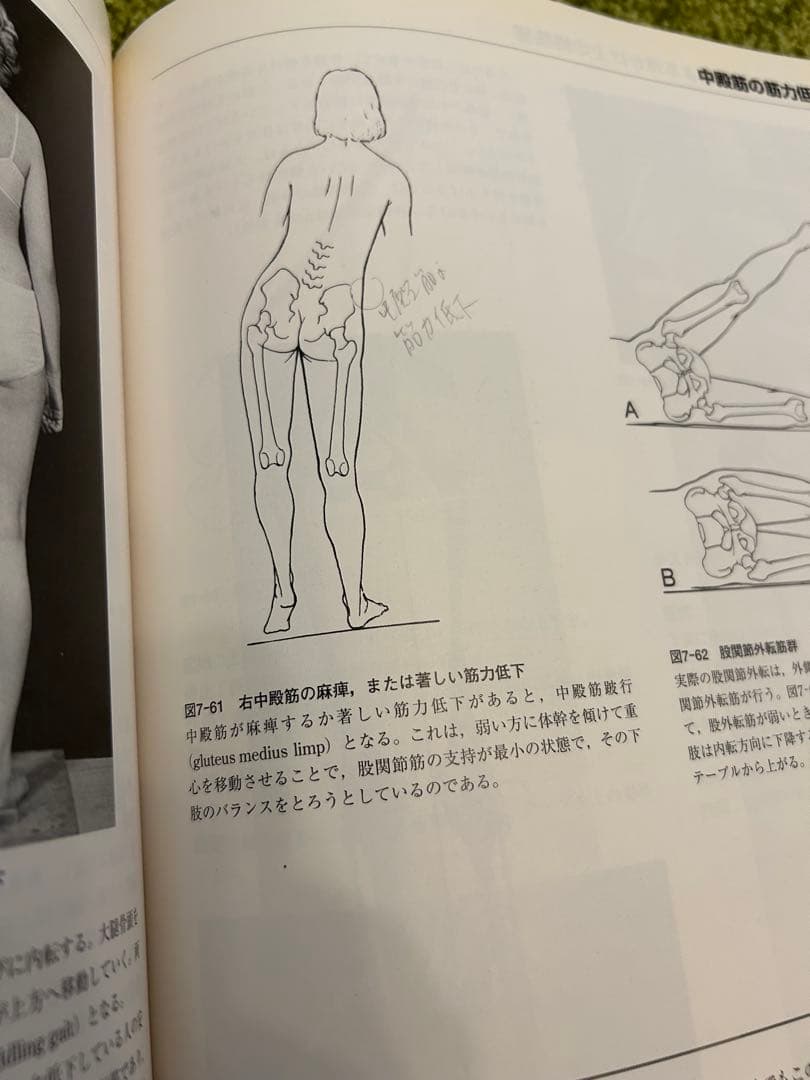 筋:機能とテスト : 姿勢と痛み　ケンダル