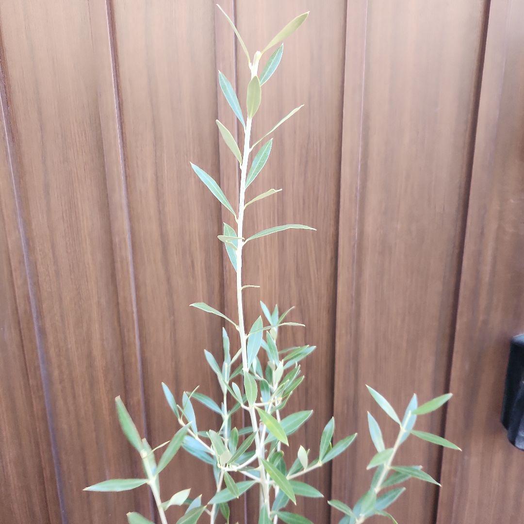 オリーブの木　エルグレコ　ブラックテラコッタ鉢植え　苗　苗木