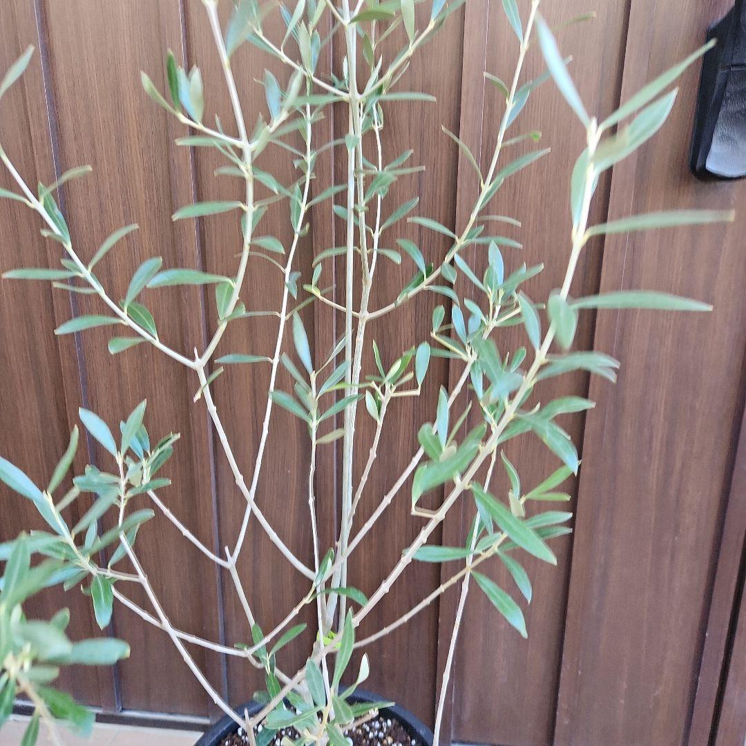 オリーブの木　エルグレコ　ブラックテラコッタ鉢植え　苗　苗木