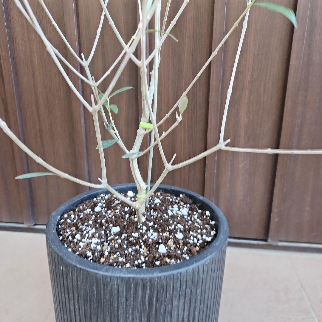 オリーブの木　エルグレコ　ブラックテラコッタ鉢植え　苗　苗木