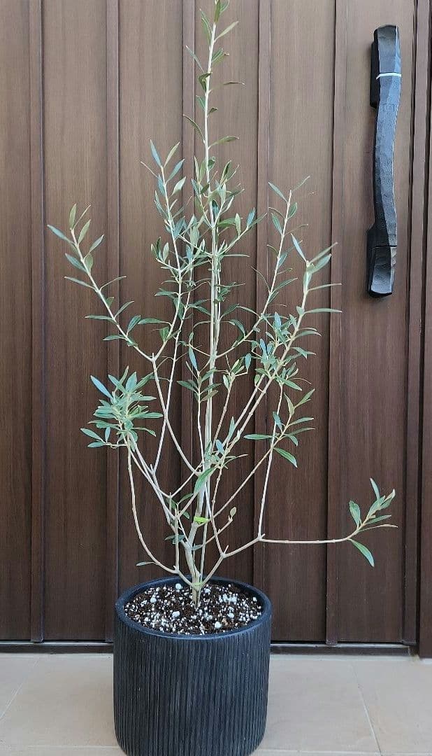 オリーブの木　エルグレコ　ブラックテラコッタ鉢植え　苗　苗木