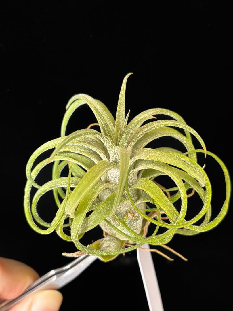 ブロメリア・エアープランツ Tillandsia Sitting Pretty x ionantha YCB