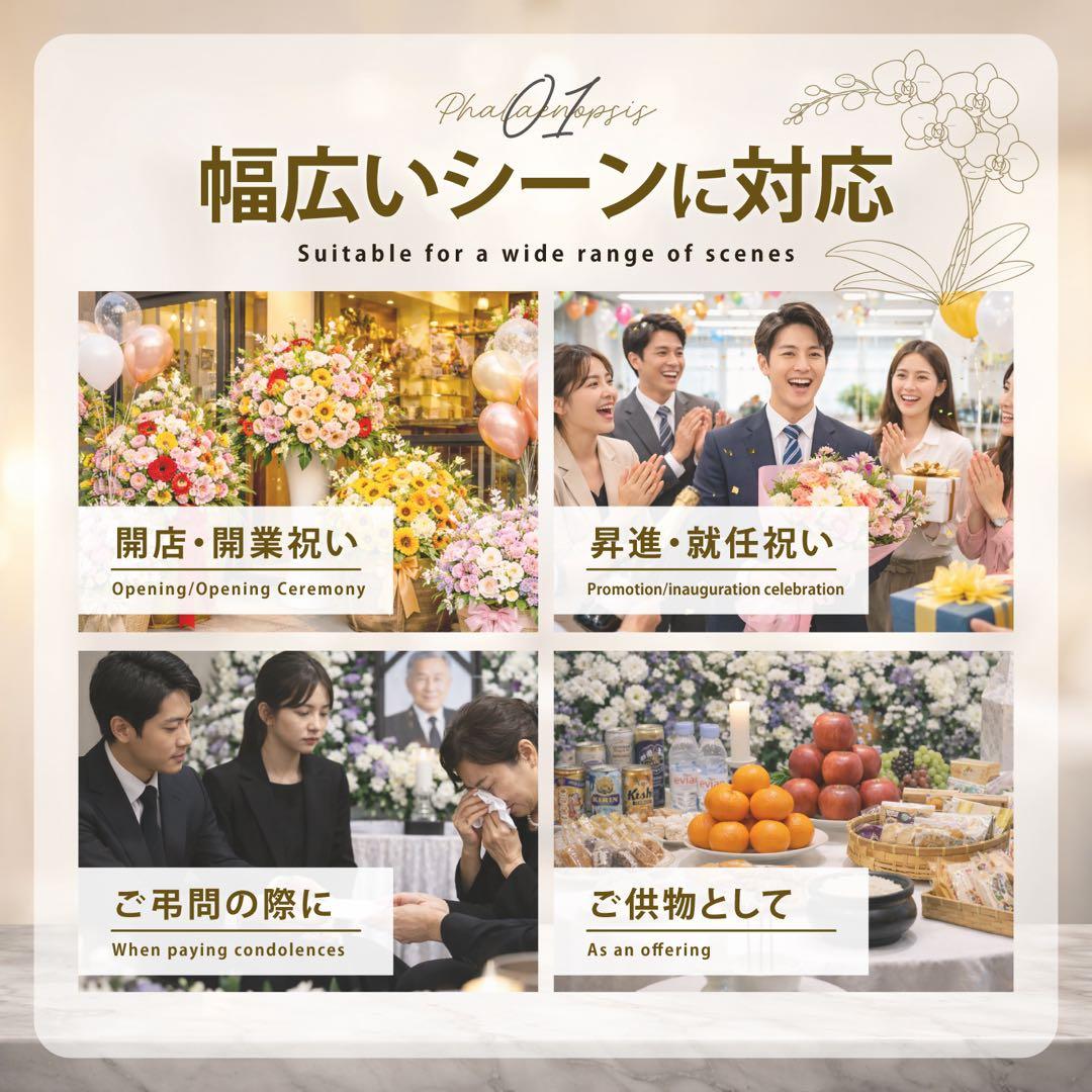 大輪胡蝶蘭　ホワイト3本立ち42輪 ラッピング有！送料無料！