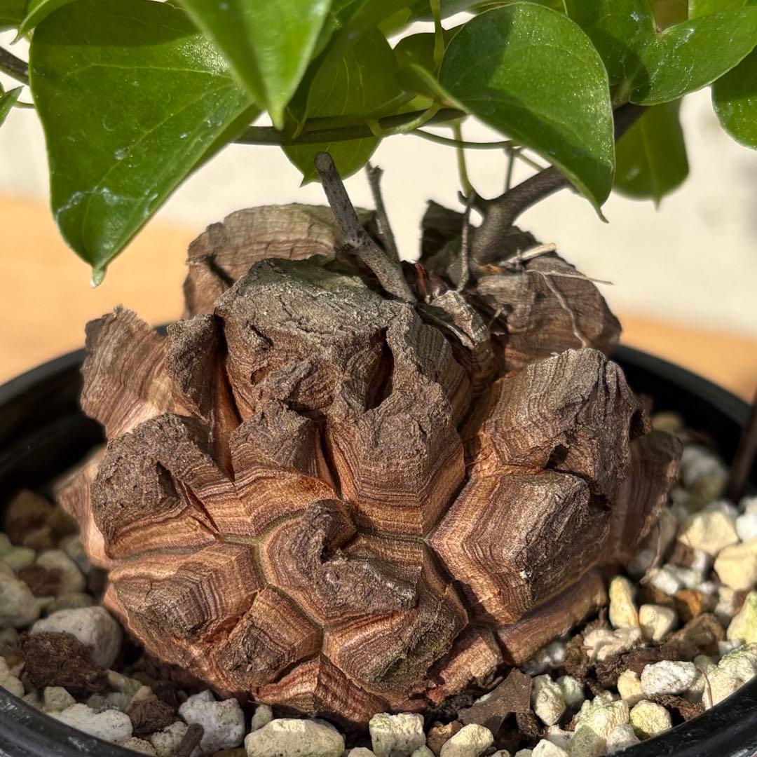 No.704 Dioscorea elephantipes アフリカ亀甲竜　実生