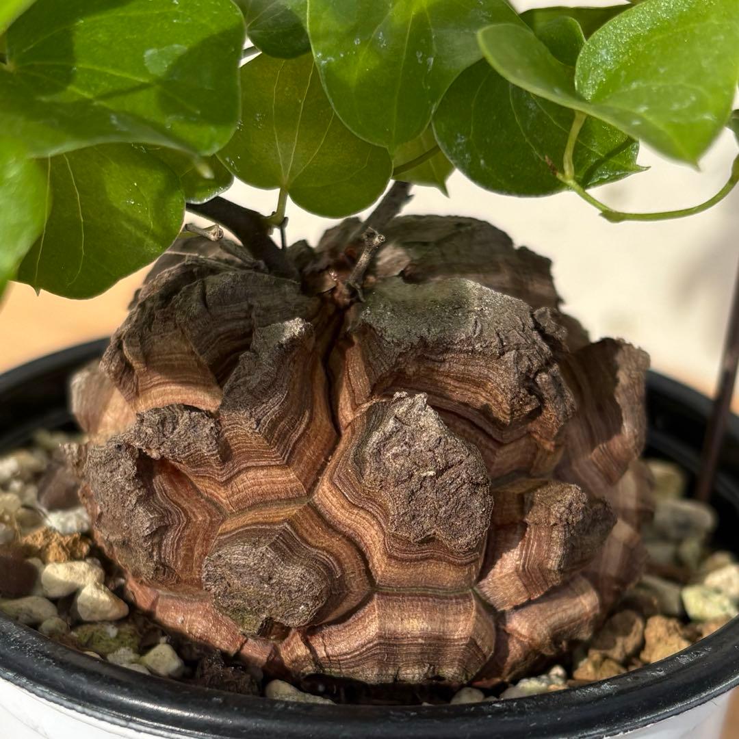 No.704 Dioscorea elephantipes アフリカ亀甲竜　実生