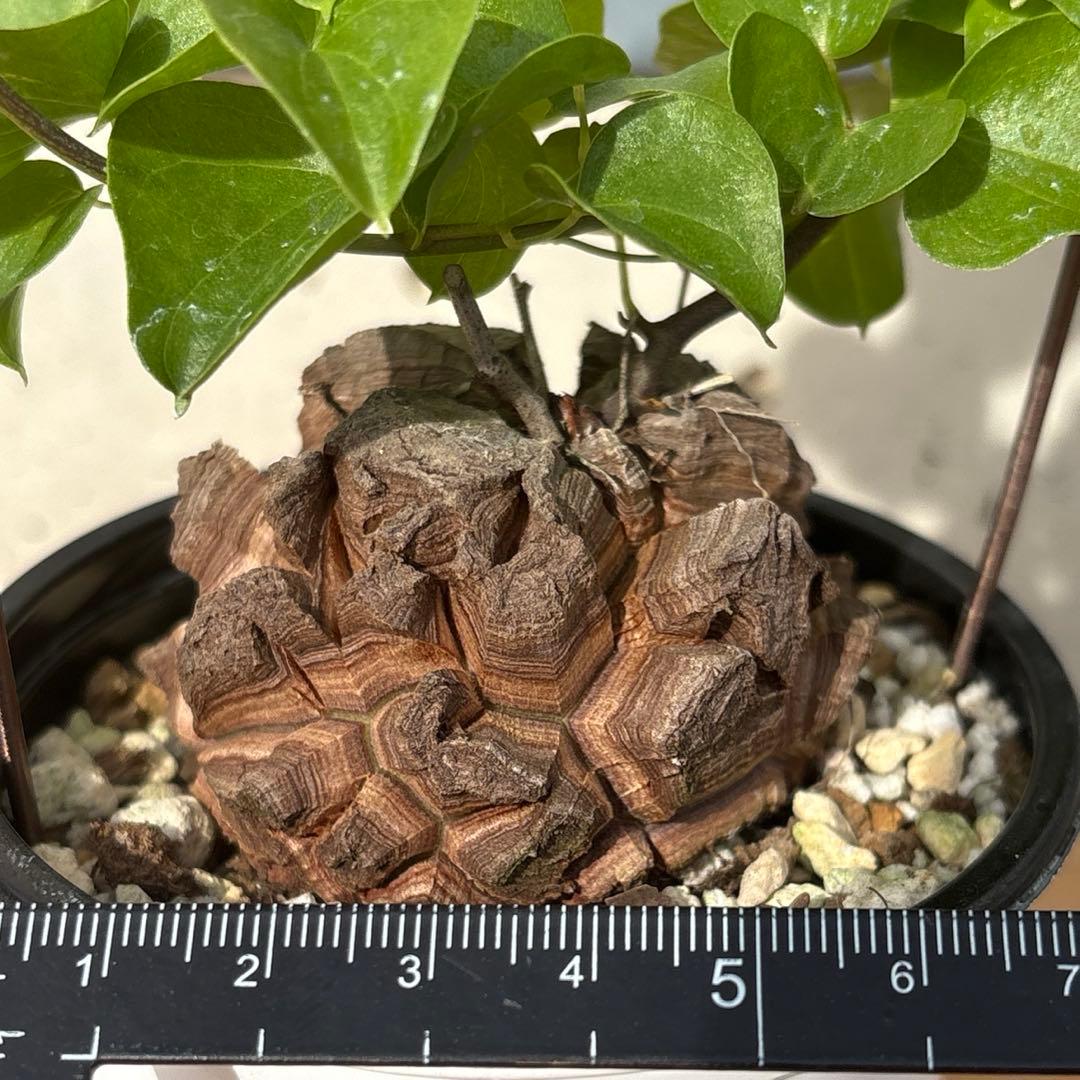 No.704 Dioscorea elephantipes アフリカ亀甲竜　実生