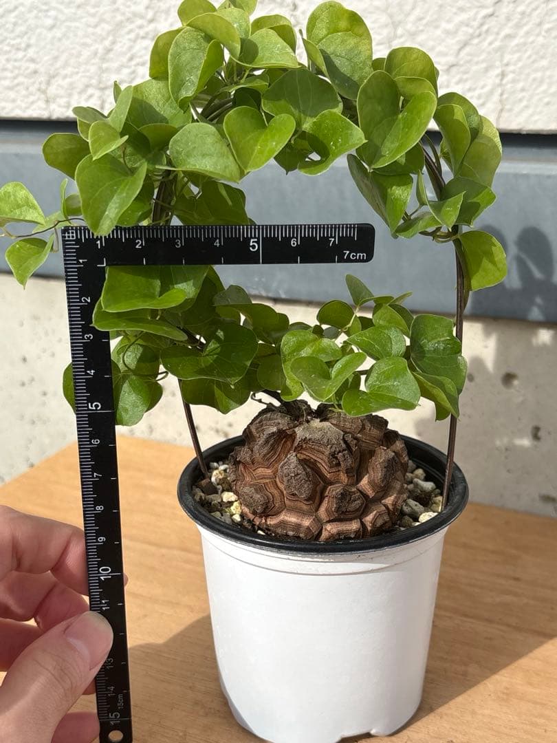 No.704 Dioscorea elephantipes アフリカ亀甲竜　実生