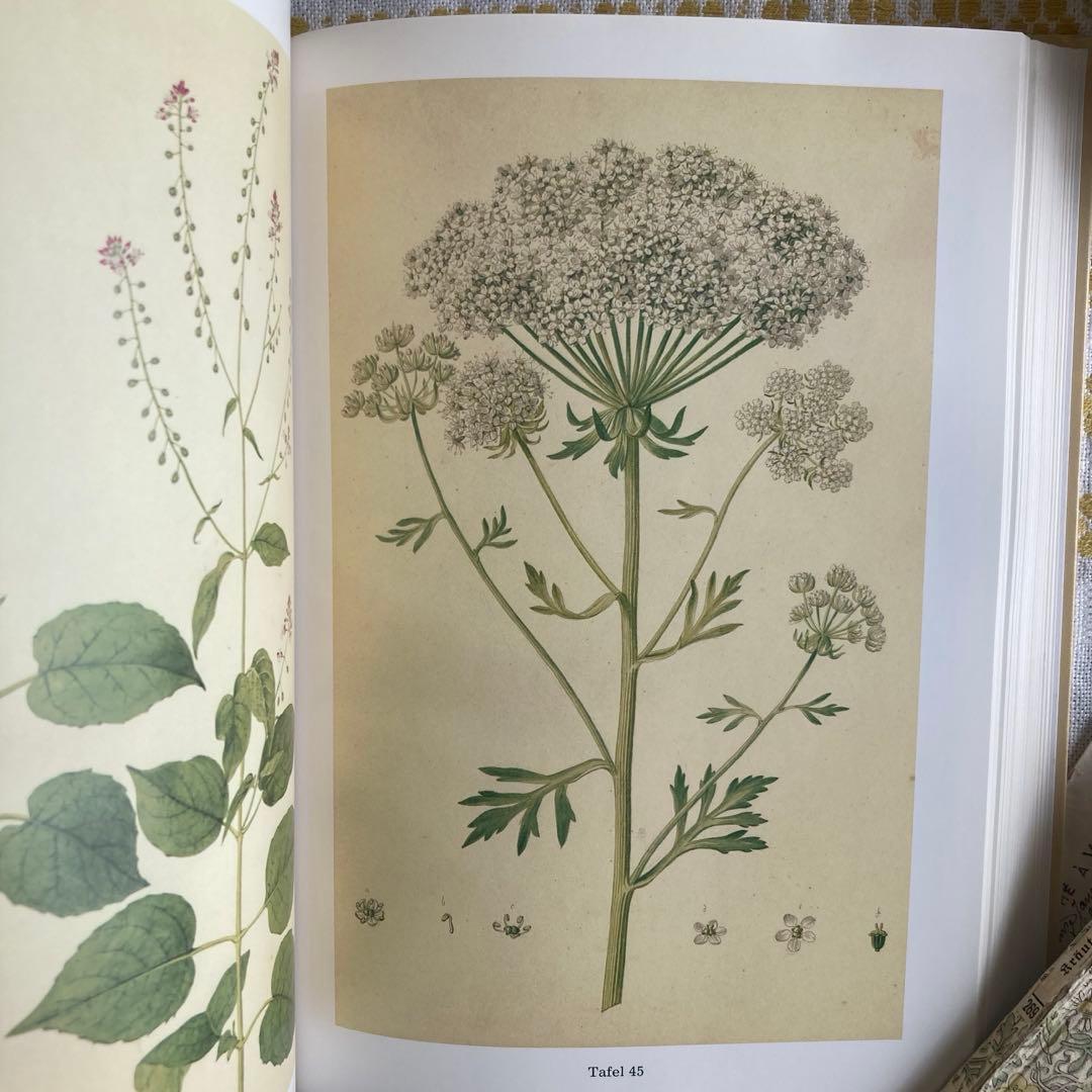 L958洋書古書　古い植物解剖図多数掲載1980年代発行ドイツの分厚い植物図鑑