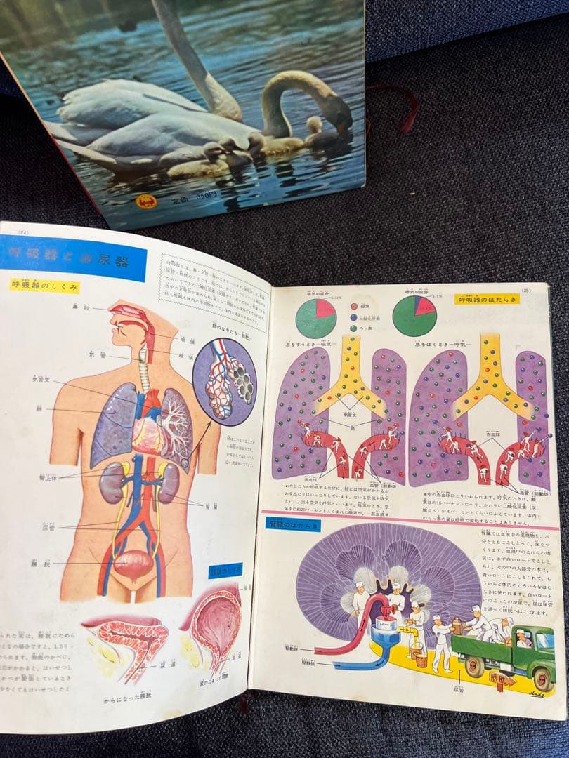 学習図鑑シリーズ5冊 昆虫 動物 鳥類 魚貝 保健と人体 1960年　本　絵本