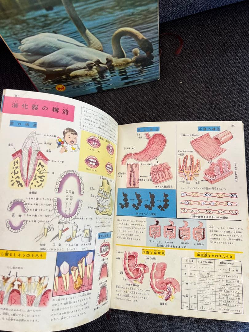 学習図鑑シリーズ5冊 昆虫 動物 鳥類 魚貝 保健と人体 1960年　本　絵本