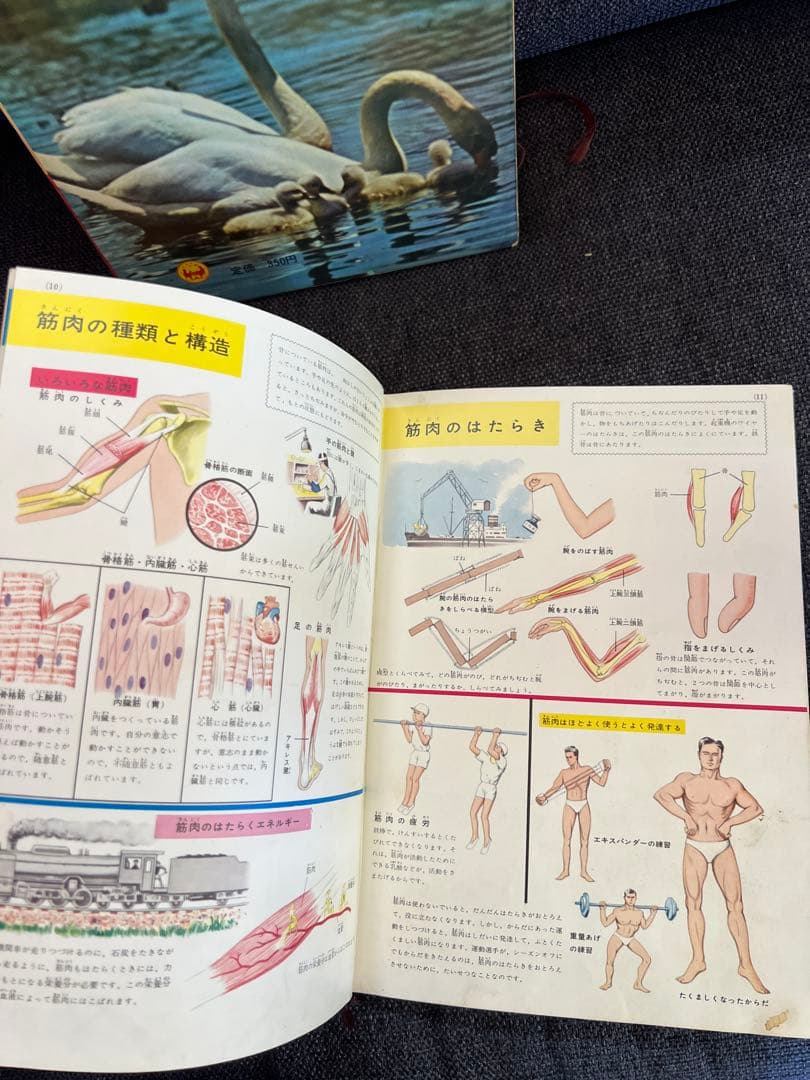 学習図鑑シリーズ5冊 昆虫 動物 鳥類 魚貝 保健と人体 1960年　本　絵本
