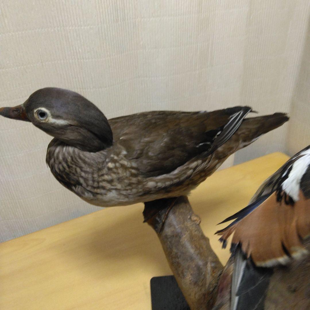 オシドリ　剥製　つがい