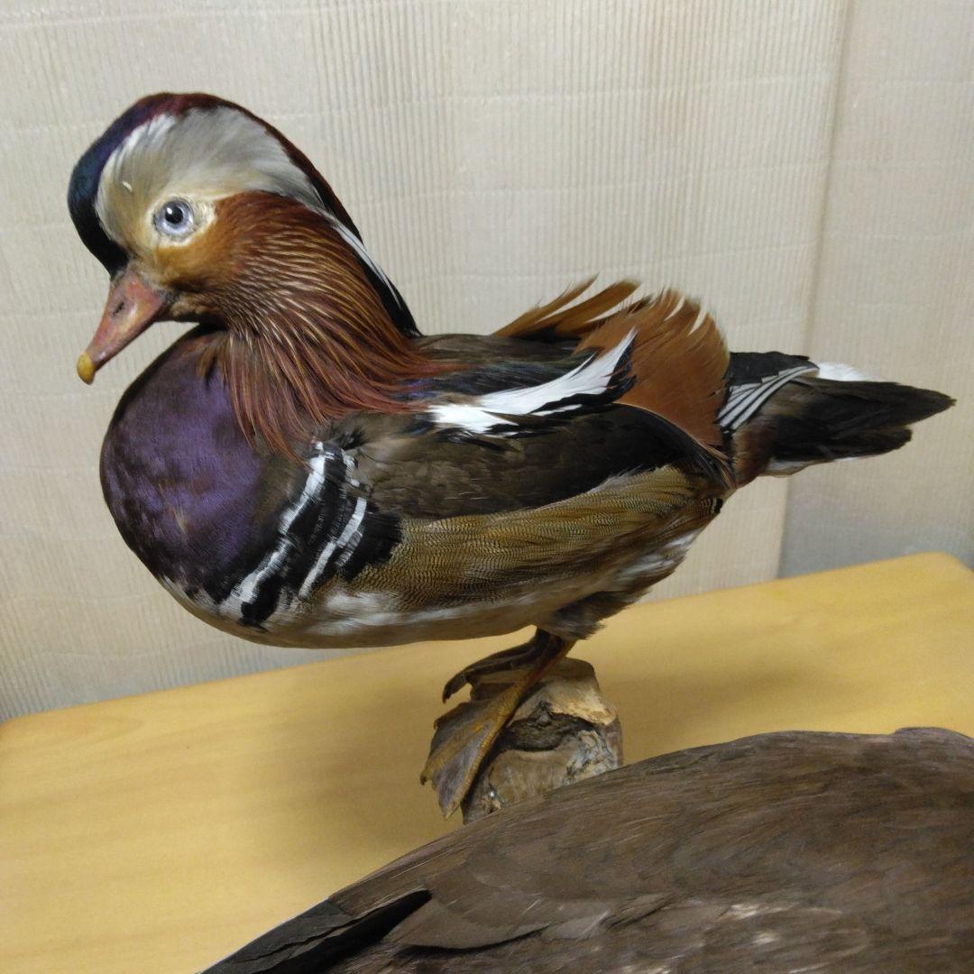オシドリ　剥製　つがい