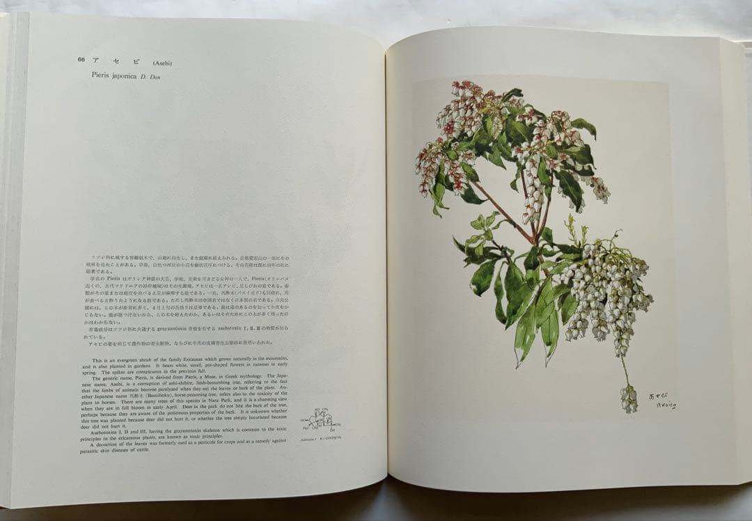 『薬用植物画譜』小磯良平文化勲章受賞記念　武田薬報表紙絵150点　刈米達夫　大型