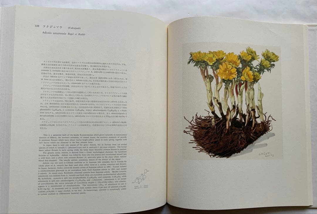 『薬用植物画譜』小磯良平文化勲章受賞記念　武田薬報表紙絵150点　刈米達夫　大型