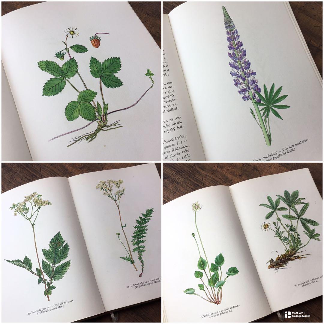 植物図鑑　洋書　チェコ植物図鑑　ボタニカルアート