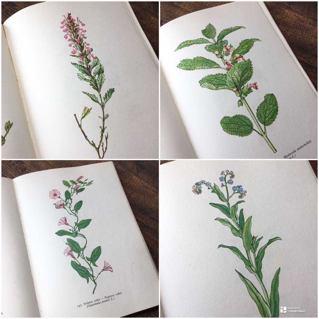 植物図鑑　洋書　チェコ植物図鑑　ボタニカルアート