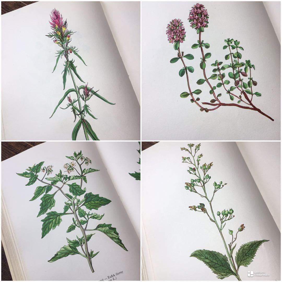 植物図鑑　洋書　チェコ植物図鑑　ボタニカルアート