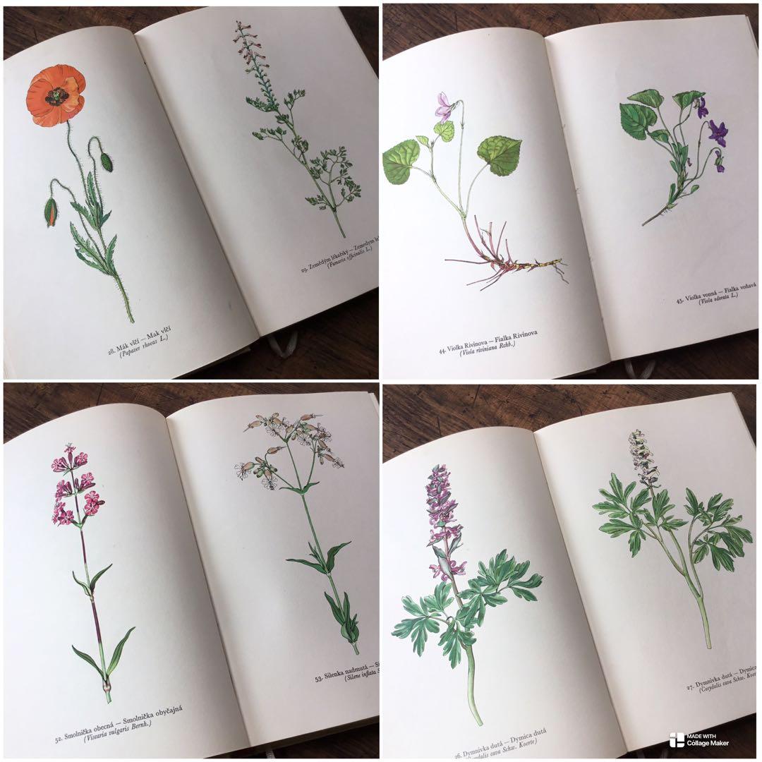 植物図鑑　洋書　チェコ植物図鑑　ボタニカルアート