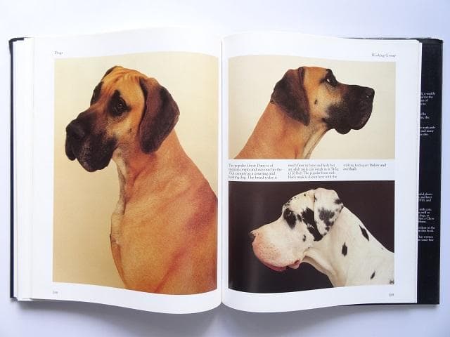 洋書◆犬の写真集 本