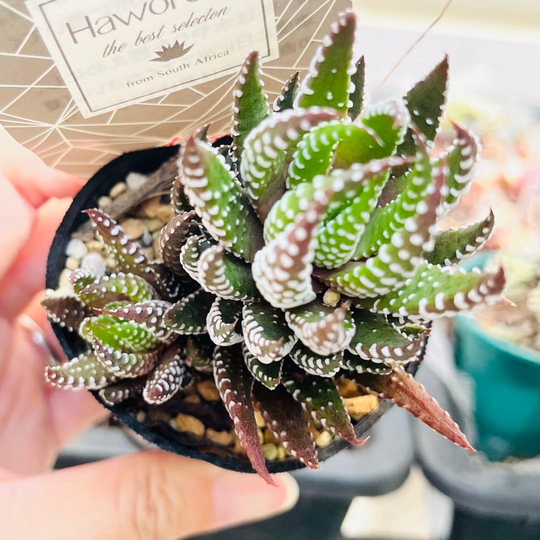【現品　根付き】ハオルチア「コアクタータ」多肉植物　7.5㌢鉢　子株付き
