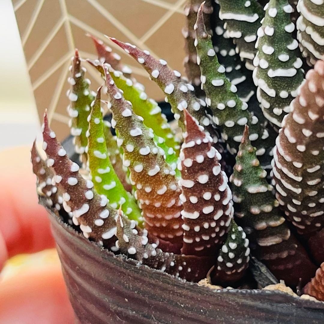 【現品　根付き】ハオルチア「コアクタータ」多肉植物　7.5㌢鉢　子株付き