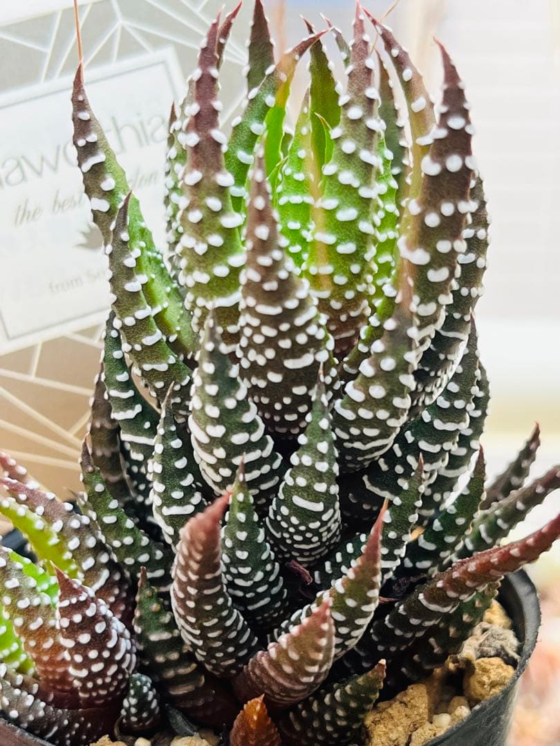 【現品　根付き】ハオルチア「コアクタータ」多肉植物　7.5㌢鉢　子株付き