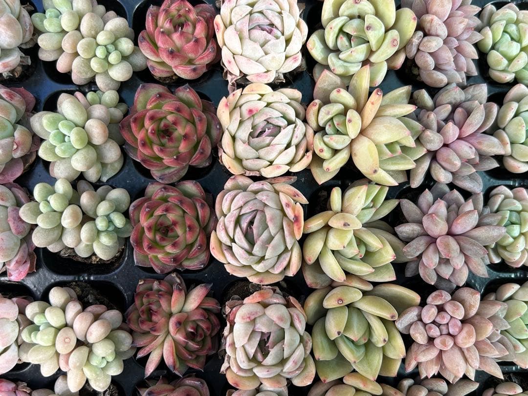多肉植物 プラグ苗 セル苗 15種類 105個 セット ⑲ エケベリア 韓国苗