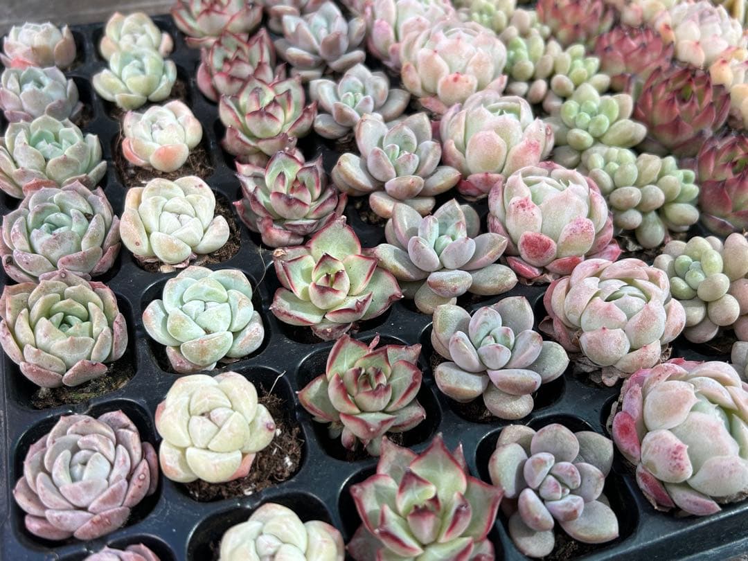 多肉植物 プラグ苗 セル苗 15種類 105個 セット ⑲ エケベリア 韓国苗