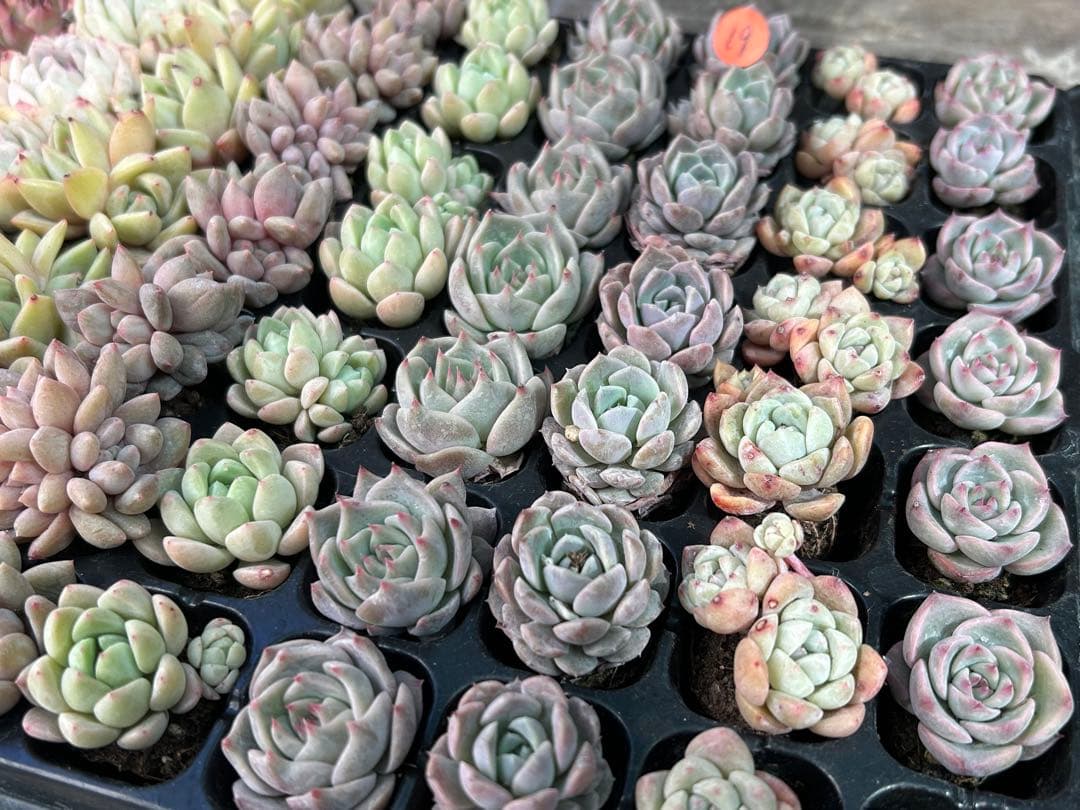 多肉植物 プラグ苗 セル苗 15種類 105個 セット ⑲ エケベリア 韓国苗