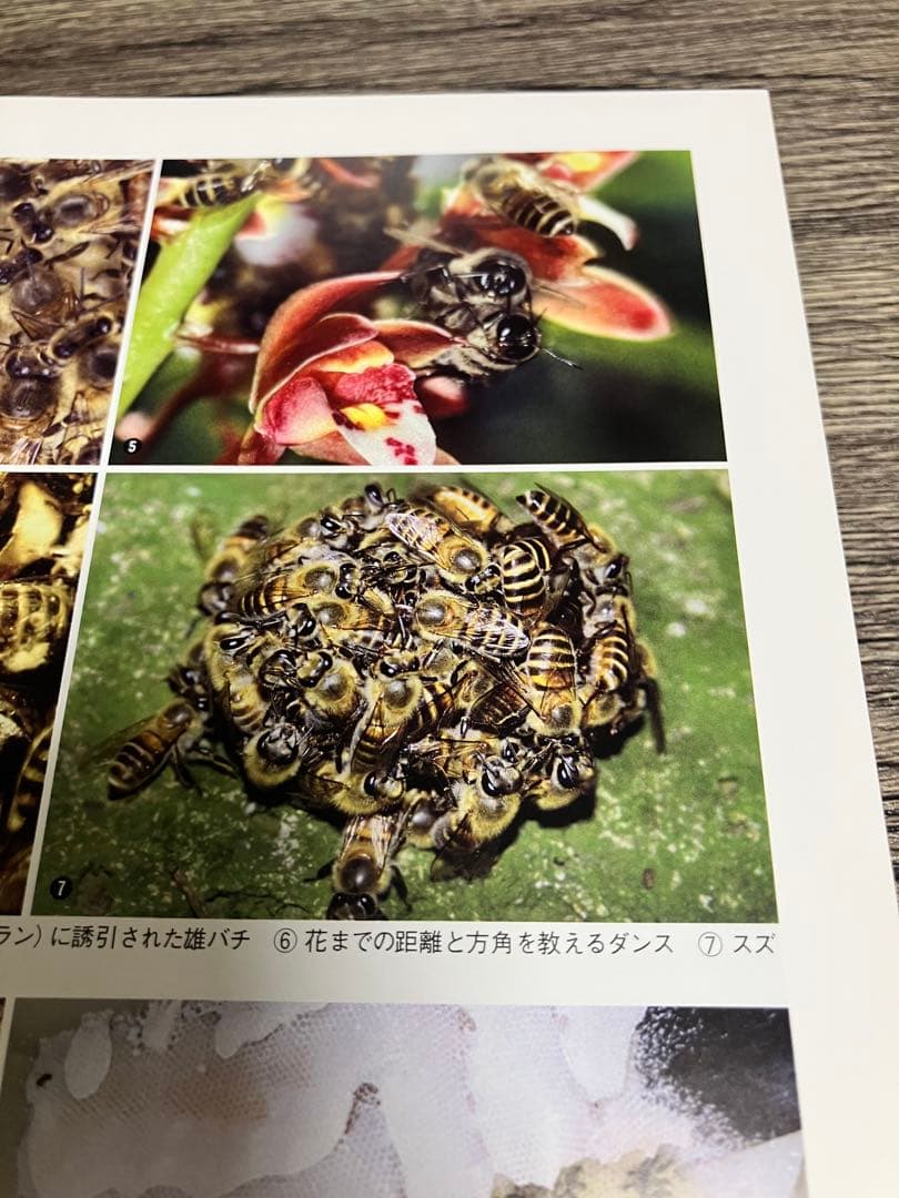 蜂からみた花の世界 佐々木正己　大型本