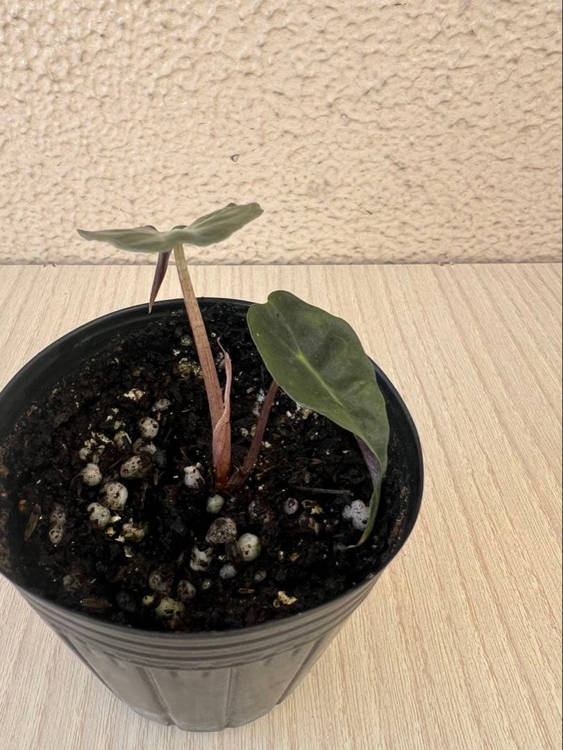Alocasia Venom アロカシアヴェノム