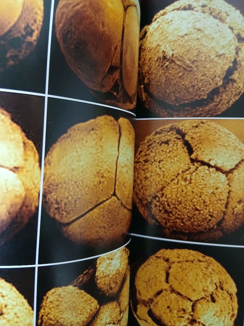 生物の歴史シリーズ 1-10巻 土屋健著
