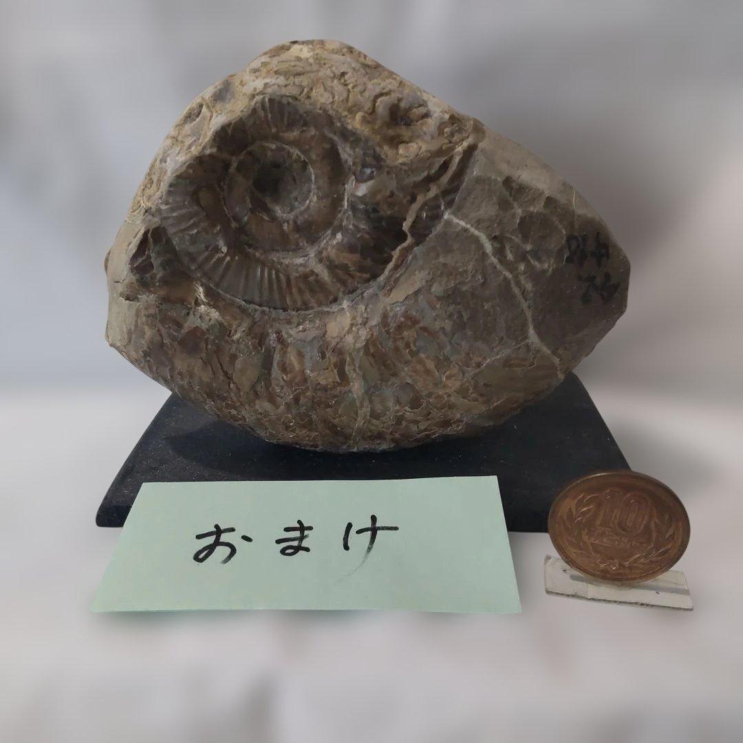 北海道の主な化石産出地の「５万分の１地質図幅説明書」９冊＋資料と化石のおまけ